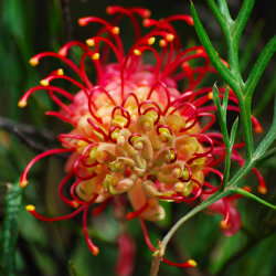 Close up of Grevilleas flower
